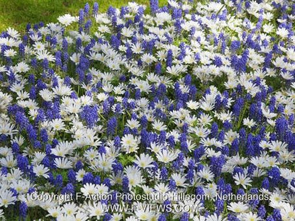 Traubenhyazinthe 'Armeniacum' - 100 Stück