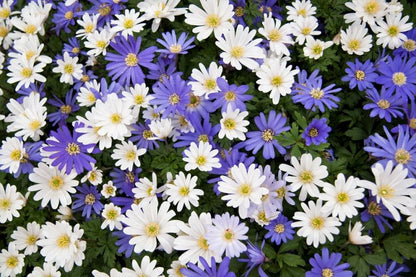 Anemone 'Blanda Mischung' - 100 Stück