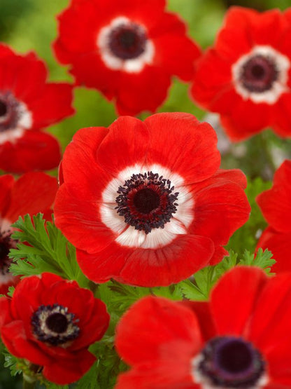 Anemone Hollandia coronaria