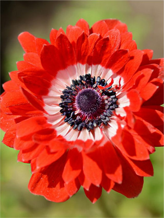Anemone Levante rosso double