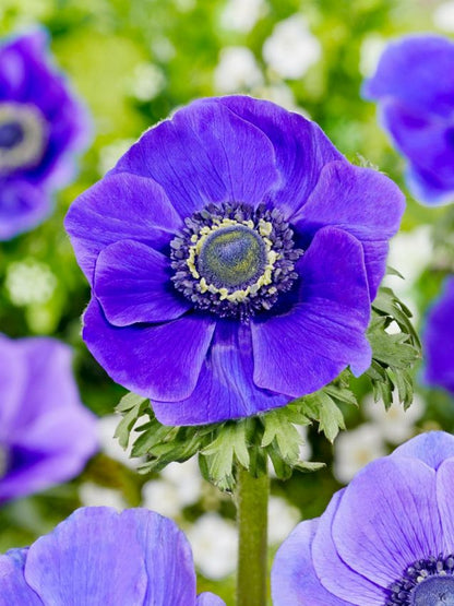 Anemone Mr. fokker coronaria