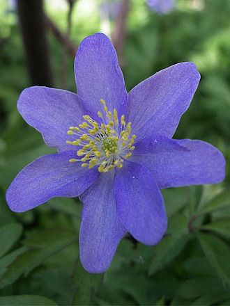 Anemonen Nemorosa royal blue