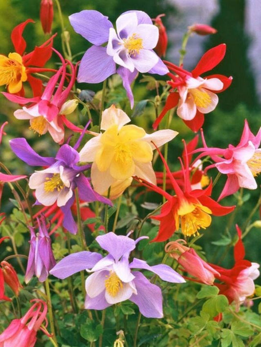 Akeleien Aquilegia mckana hybrids