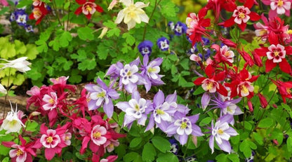 Aquilegia 'Mckana Hybrids' - Akeleie
