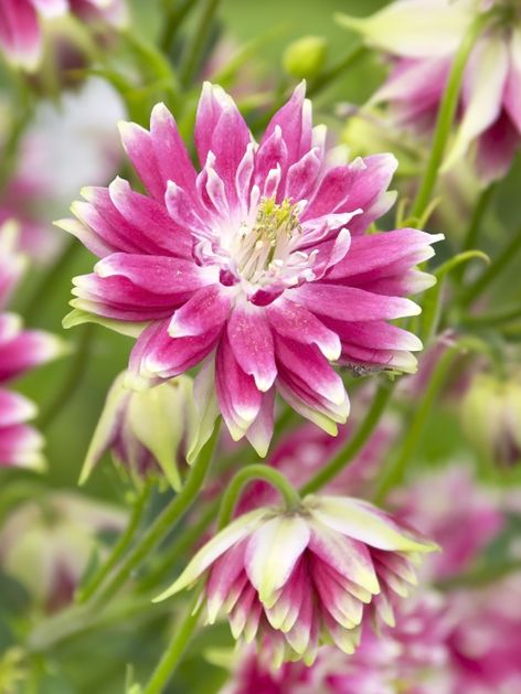 Akeleien Aquilegia nora barlow