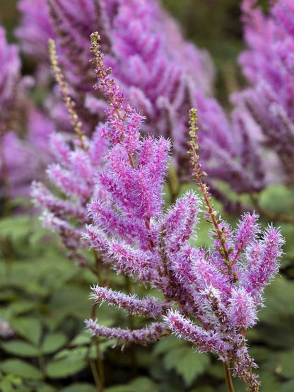 Astilbe chinensis 'Black Pearls' - Prachtspiere