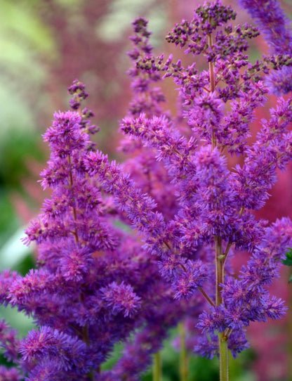 Prachtspiere Astilbe chinensis black pearls