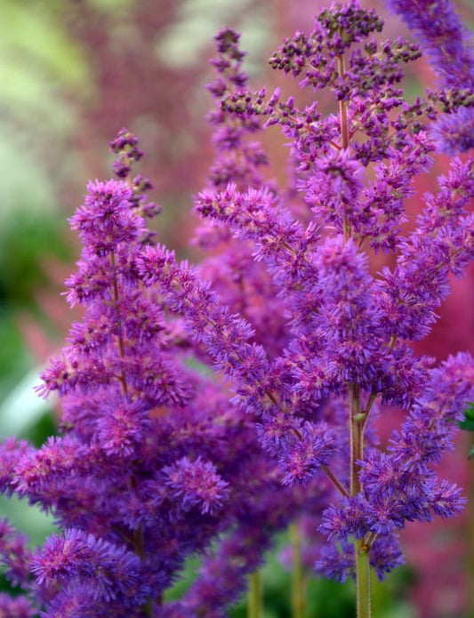 Prachtspiere Astilbe chinensis black pearls