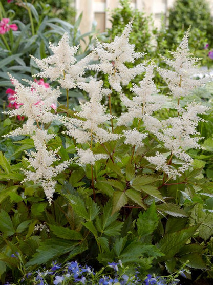 Prachtspiere Astilbe deutschland japonica