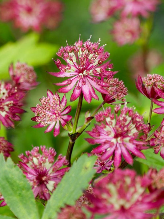 Stauden Astrantia major primadonna