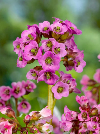 Stauden Bergenia cordifolia purpurea