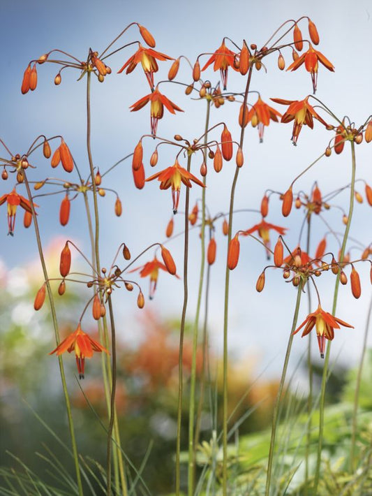 Sonstige Bessera elegans