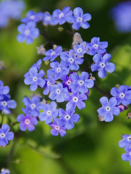 Stauden Brunnera macrophylla