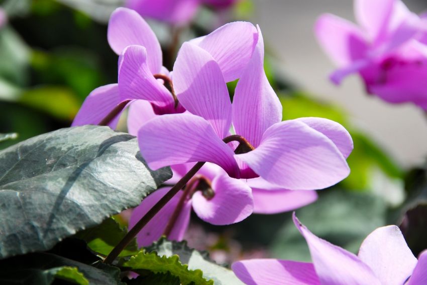 Cyclamen 'Cyclamen Cilicium' - Alpenveilche