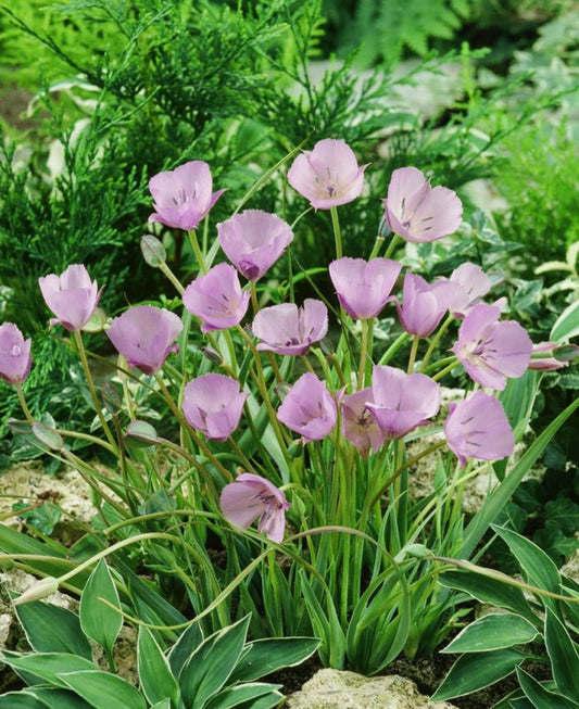 Sonstige Calochortus cupido