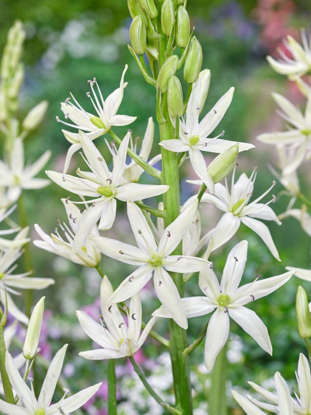 Prärielilien Camassia leichtlinii alba