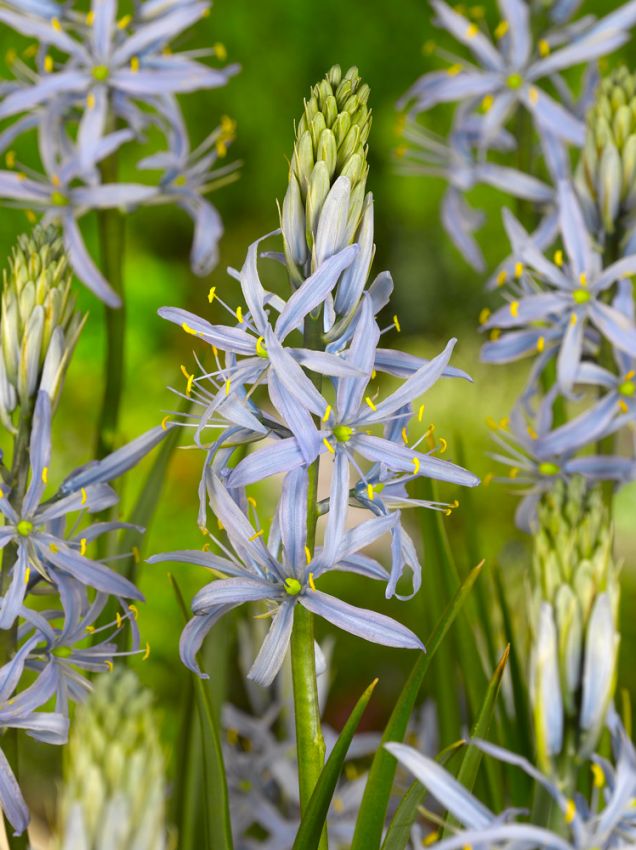 Prärielilien Camassia cusickii