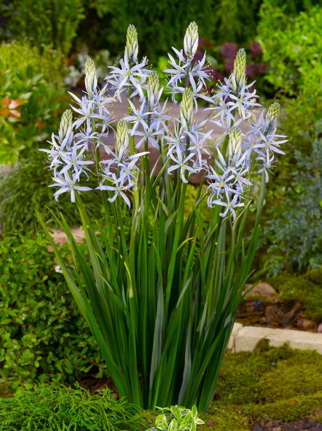 Camassia 'Cusickii' - Prärielilie