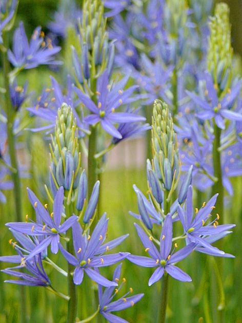 Prärielilien Camassia zwanenburg cusickii