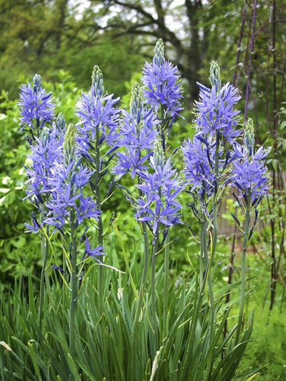 Camassia 'Zwanenburg Cusickii' - Prärielilie