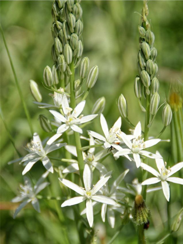 Prärielilie 'Leichtlinii Alba' - 15 Stück