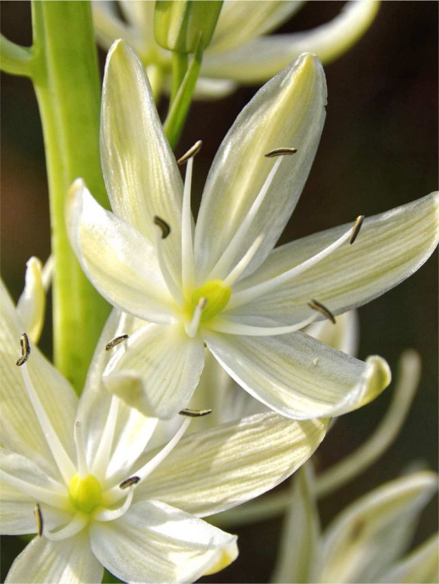 Prärielilie 'Leichtlinii Alba' - 15 Stück