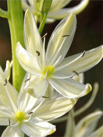Prärielilie 'Leichtlinii Alba' - 15 Stück