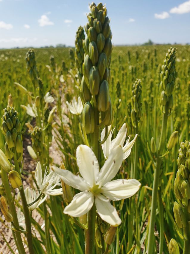 Prärielilien Camassia silk river leichtlinii