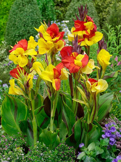 Canna 'Cleopatra'