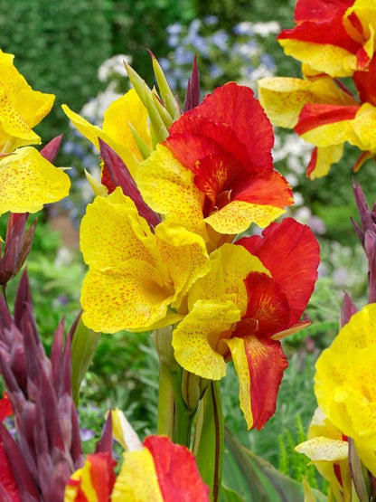 Canna Canna cleopatra