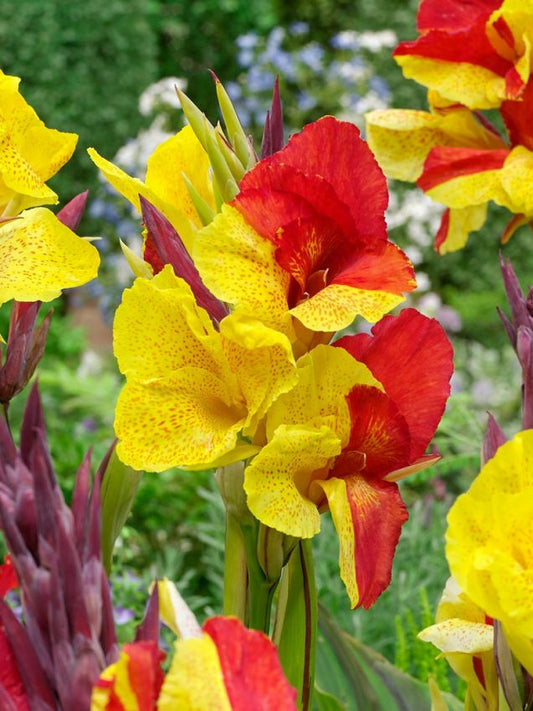 Canna Canna cleopatra