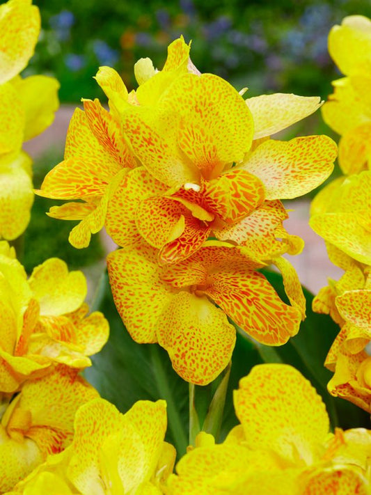 Canna Canna yellow king humbert