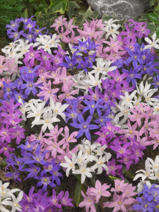 Schneeglanz Chionodoxa mixed