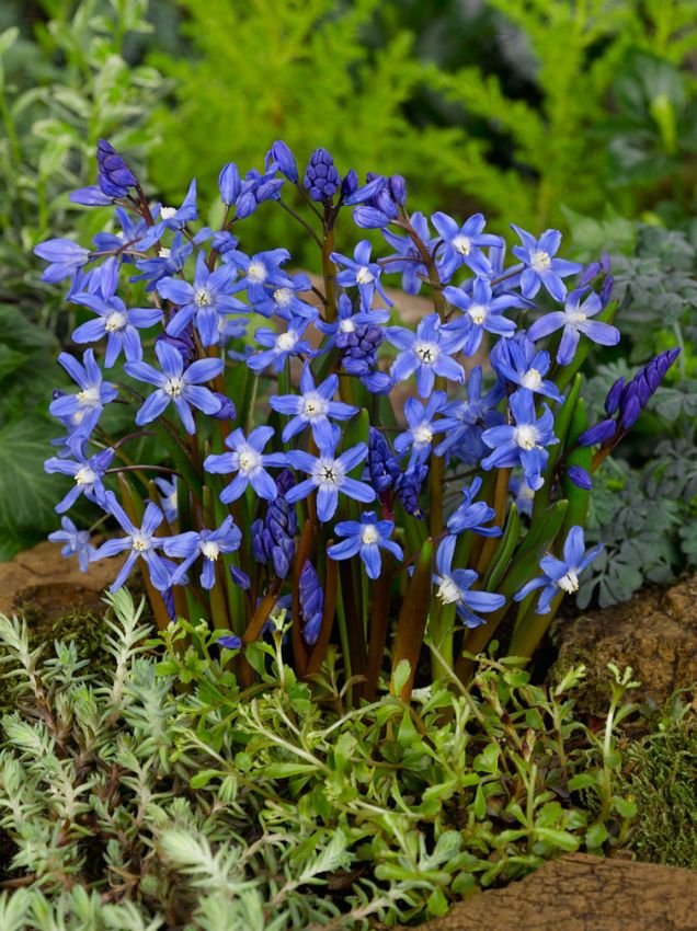 Schneeglanz Chionodoxa forbesii