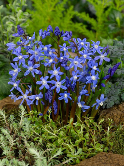 Schneeglanz Chionodoxa forbesii