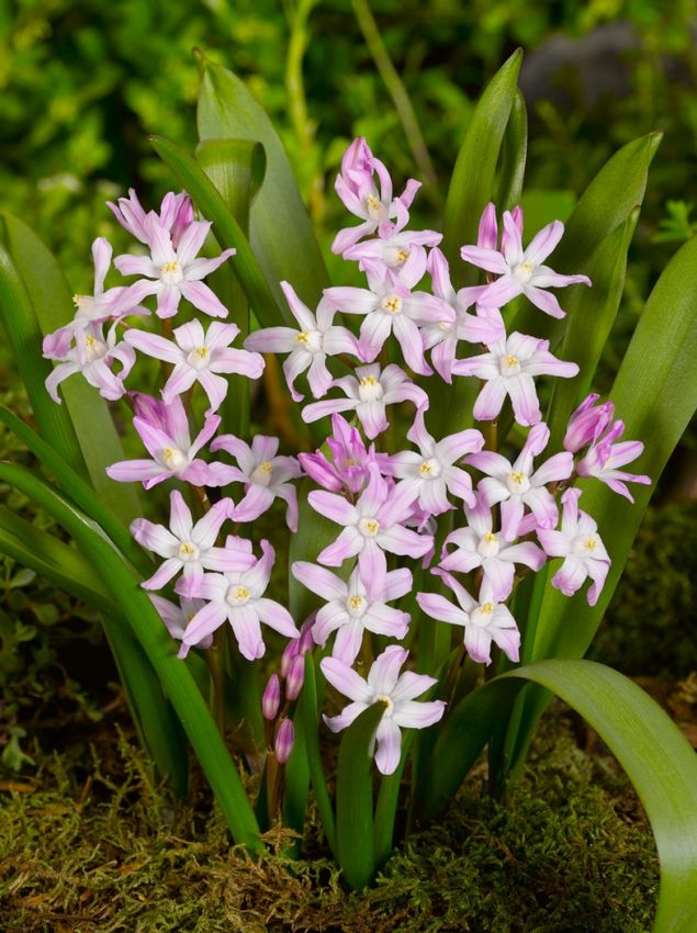 Schneeglanz Chionodoxa rosea forbesii