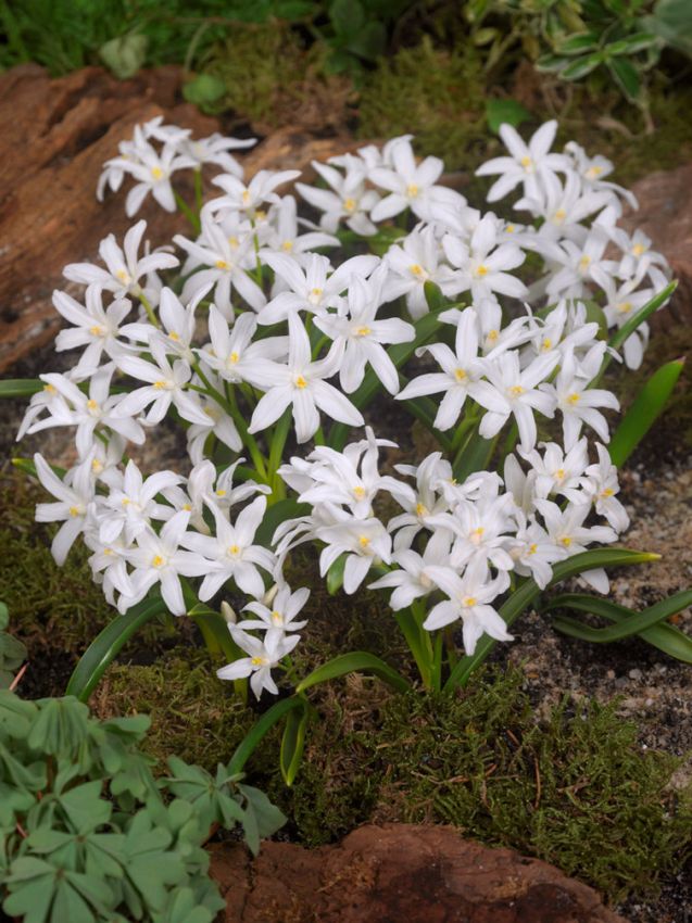Schneeglanz Chionodoxa luciliae alba