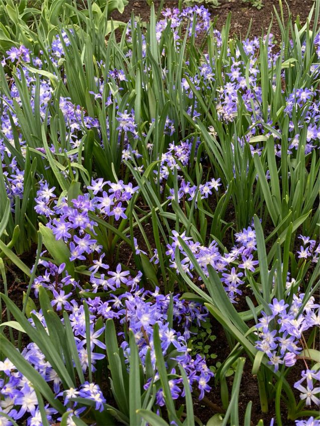 Schneeglanz Chionodoxa blue giant forbesii