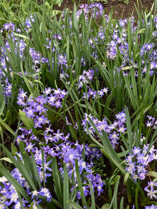 Schneeglanz Chionodoxa blue giant forbesii