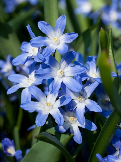 Schneeglanz Blue Giant forbesii' - 100 Stück