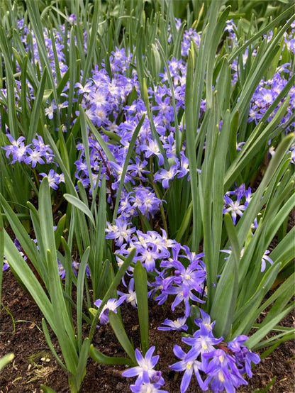 Schneeglanz Blue Giant forbesii' - 100 Stück