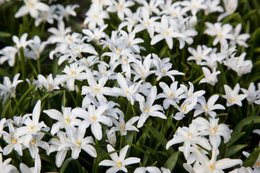 Schneeglanz 'Luciliae alba' - 100 Stück