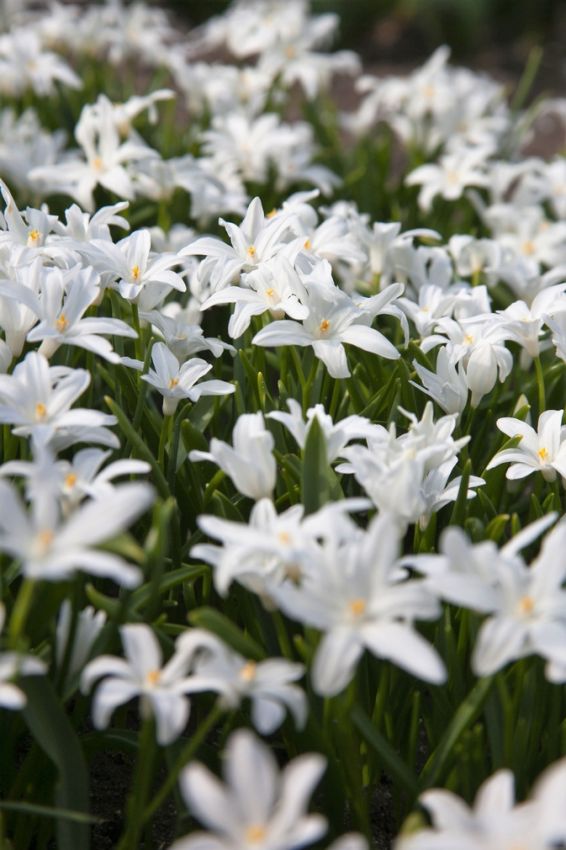 Schneeglanz 'Luciliae alba' - 100 Stück