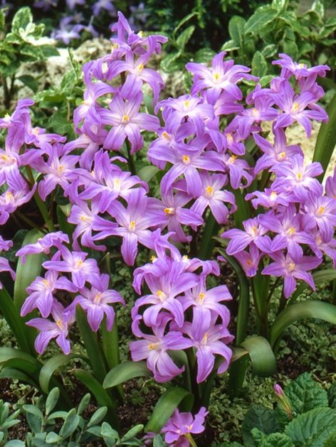 Schneeglanz Chionodoxa violet beauty