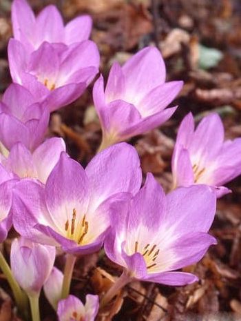 Herbstzeitlose Colchicum lilac bedder