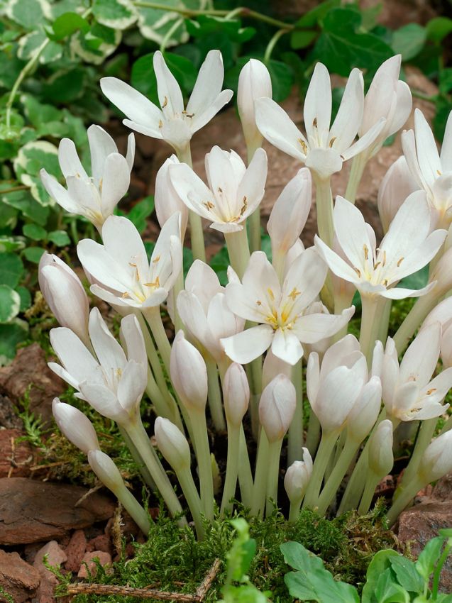 Herbstzeitlose Colchicum album autumnale