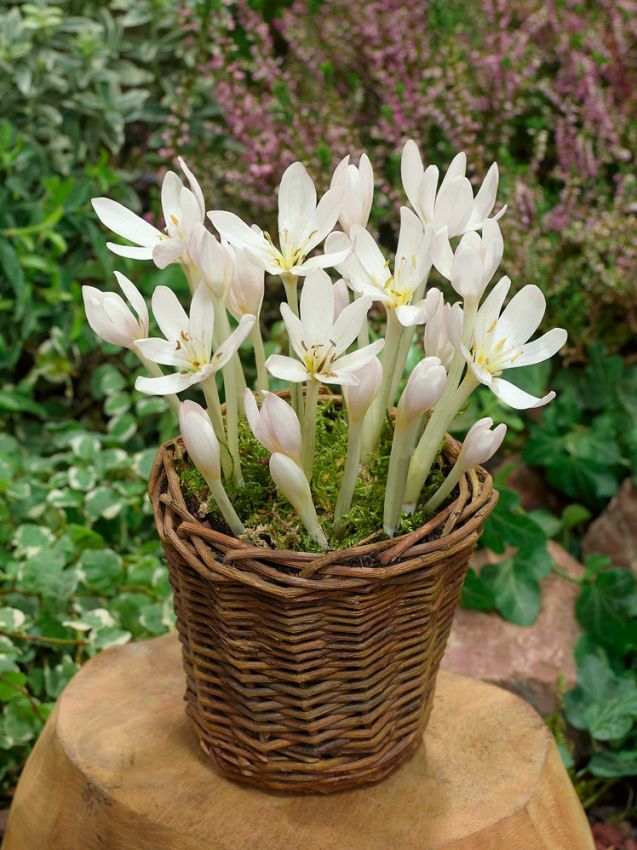 Colchicum 'Album Autumnale' - Herbstzeitlose