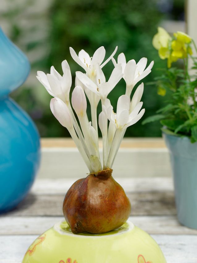 Colchicum 'Album Autumnale' - Herbstzeitlose