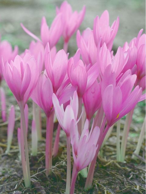 Herbstzeitlose Colchicum autumnale