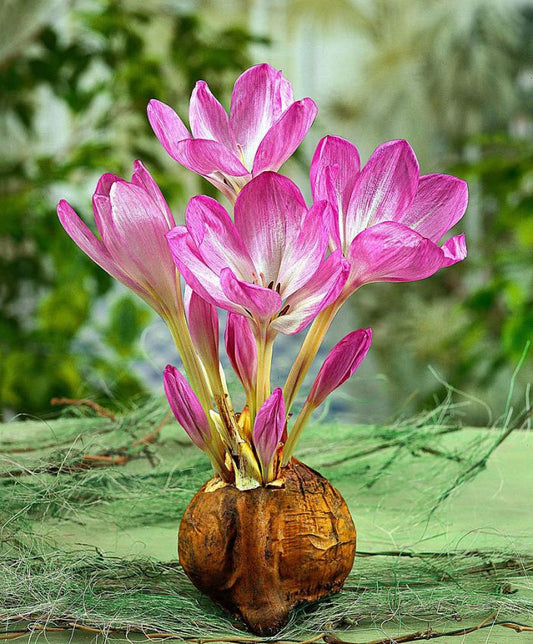 Herbstzeitlose Colchicum the giant